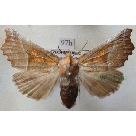 Scoliopteryx libatrix (Linnaeus, 1758) Szczerbówka ksieni Czech97h